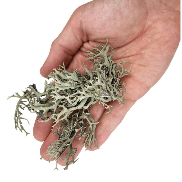 WIO Bits Lichen POROST DEKORACYJNY do Terrarium