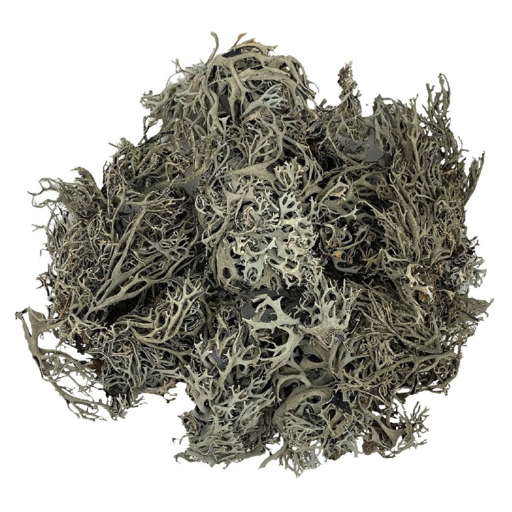 WIO Bits Lichen POROST DEKORACYJNY do Terrarium