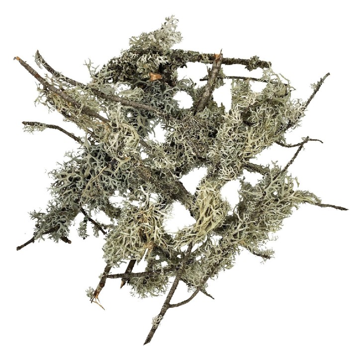 WIO Branches Lichen POROST DEKORACYJNY PATYKOWATY do Terrarium