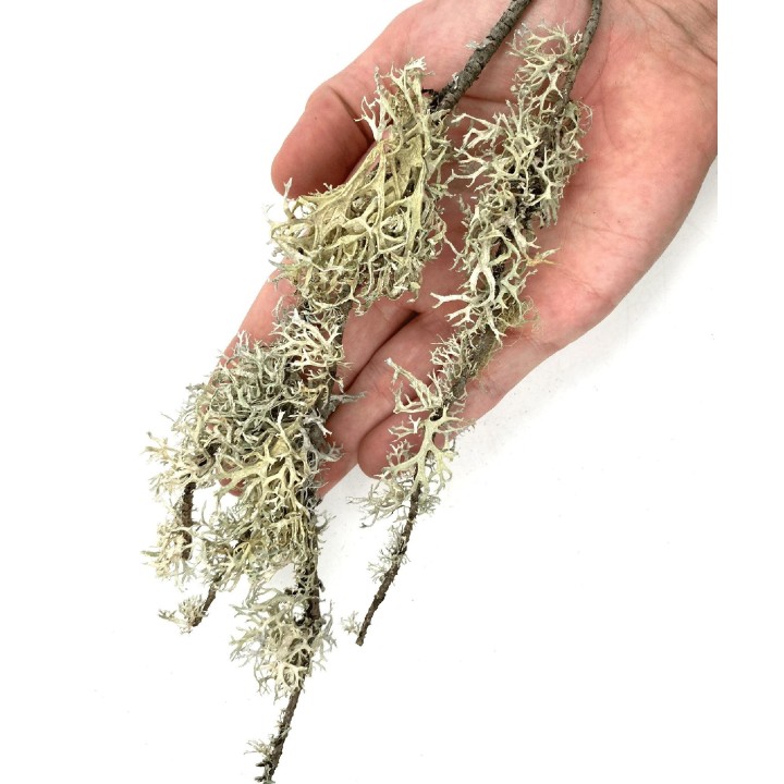 WIO Branches Lichen POROST DEKORACYJNY PATYKOWATY do Terrarium
