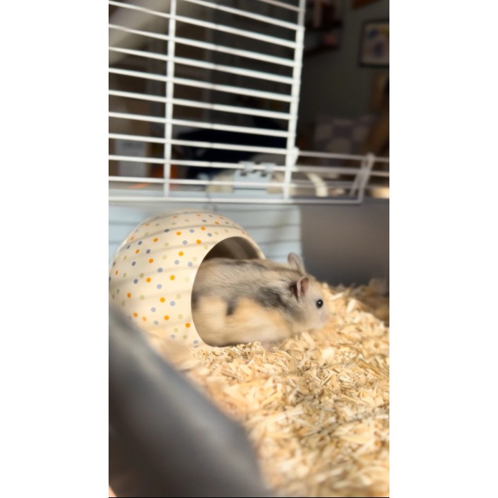 Zolux Cosy DOMEK CERAMICZNY KULA w Kropki dla Chomika,Szczura,Myszki