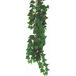 Happet Hedera Helix Roślina wisząca do Terrarium